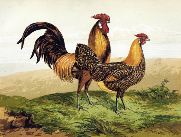 Ilustrace Ptáků Kniha Drůbež Londýn 1867 — Stock fotografie