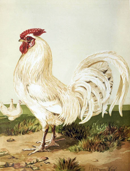 Illustration Oiseaux Livre Volaille Londres 1867 — Photo