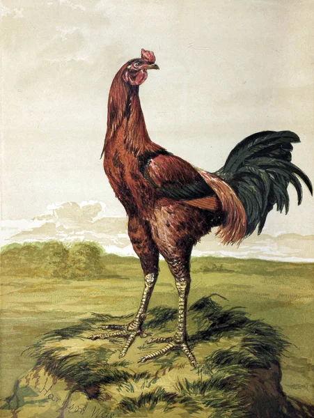 Vogeldarstellung Geflügelbuch London 1867 — Stockfoto