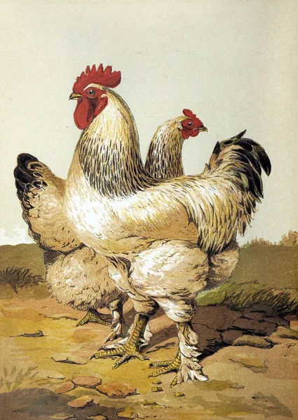 Illustratie Van Vogels Het Boek Van Pluimvee Londen 1867 — Stockfoto