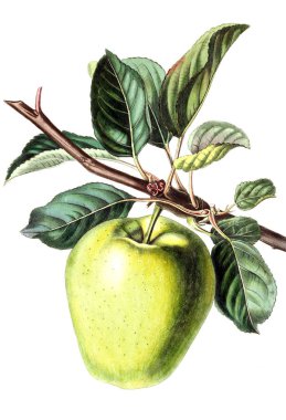 Pomological dergisi. Londra 1799-1865