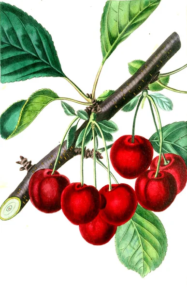 Illustratie Van Kersen Pomologische Magazine Londen 1799 1865 — Stockfoto