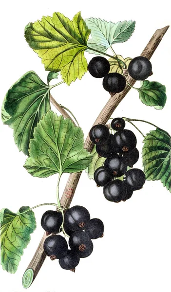 Illustrazione Ribes Nero Rivista Pomological Londra 1799 1865 — Foto Stock