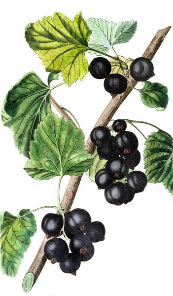 Illustration of a black currant. The Pomological magazine. London 1799-1865