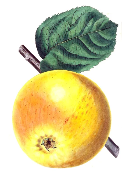 果树杂志伦敦1799 1865 — 图库照片