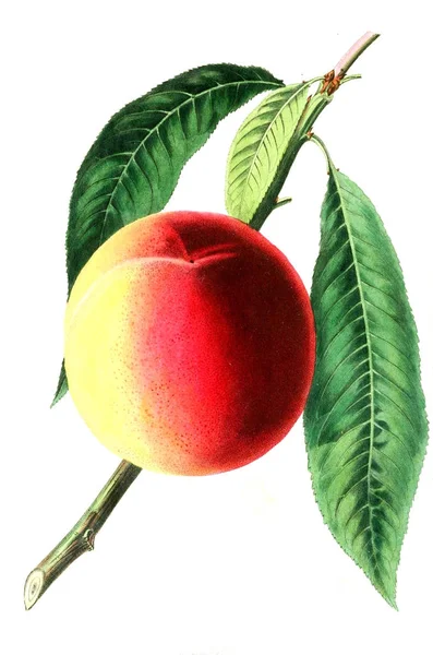 Illustration Fruit — Stock Photo, Image