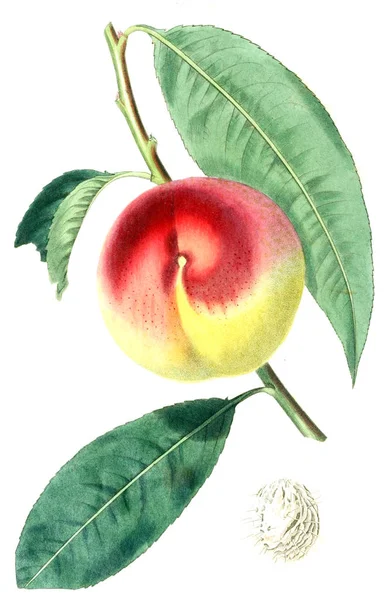 Illustration Fruit — Stock Photo, Image