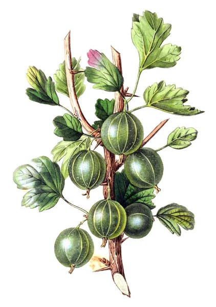 醋栗的插图 果树杂志伦敦1799 1865 — 图库照片