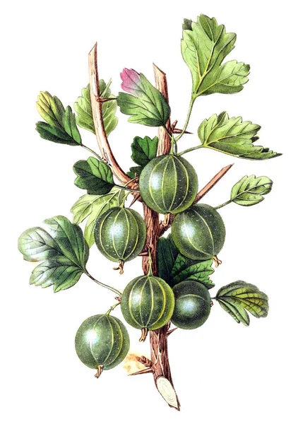 Illustration Von Stachelbeeren Pomologisches Magazin London 1799 1865 — Stockfoto