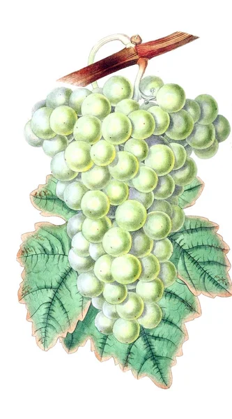 葡萄的例证 果树杂志伦敦1799 1865 — 图库照片
