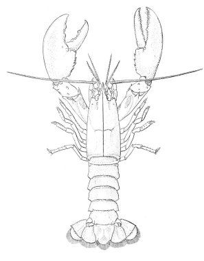 Bir ıstakoz Illustration. Amerikan ıstakoz 1895
