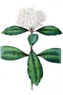 Pavetta. Neerland Bitkisi. 1865