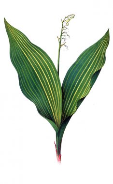 Lily of the valley. Neerland's Plantentuin. 1865 clipart