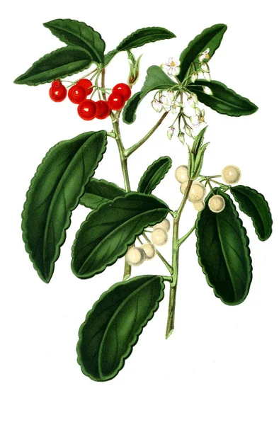 Ardisia Neerland Plantentuin 1865 — Stock Photo, Image