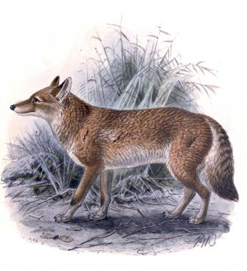 Fox. Köpek, çakal, kurt ve tilki: bir monografi Köpekgiller Londra 1890
