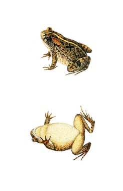 bir kurbağa çizimi