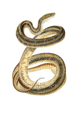 Bir yılan Illustration. Kuzey Amerika herpetology 1638
