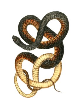 Bir yılan Illustration. Kuzey Amerika herpetology 1638