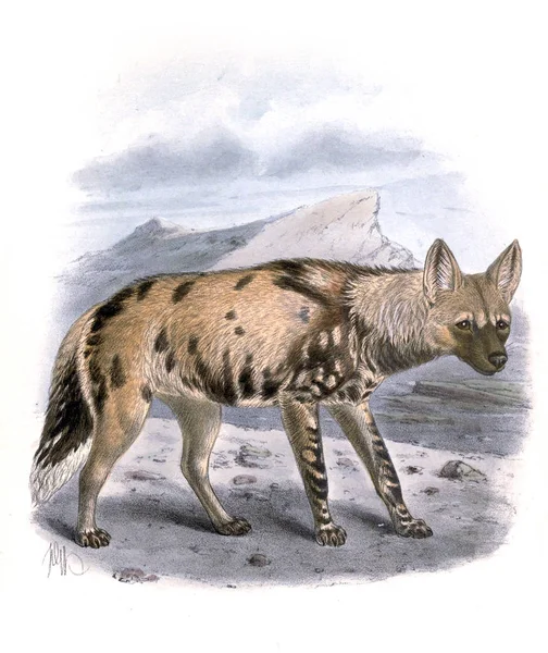 Ilustrace Hyena Psi Šakalové Vlci Lišky Monografie Canidae Londýn 1890 — Stock fotografie