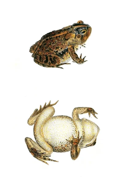 Illustration Une Grenouille — Photo