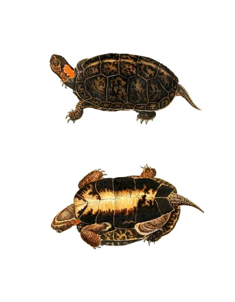 Bir Kaplumbağa Illustration Kuzey Amerika Herpetology 1638 — Stok fotoğraf