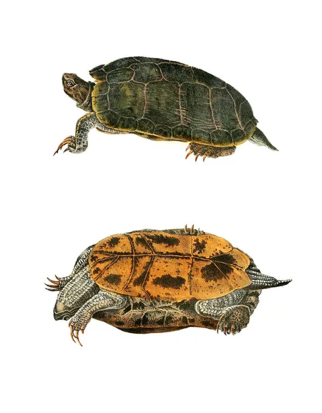 Illustratie Van Een Schildpad Noord Amerikaanse Herpetologie 1638 — Stockfoto