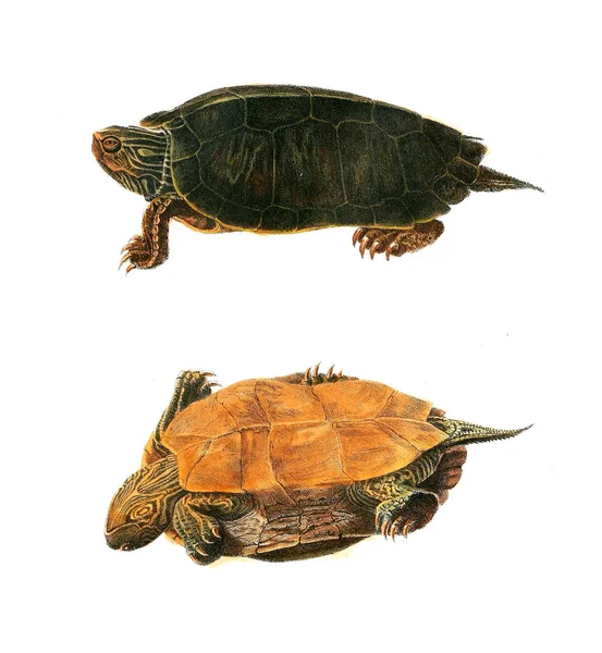 海龟的插图 北美洲爬虫1638 — 图库照片