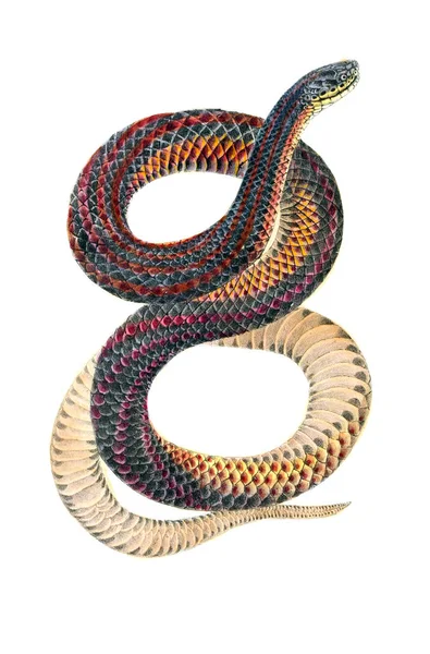 ヘビのイラストです 北米爬 1638 — ストック写真