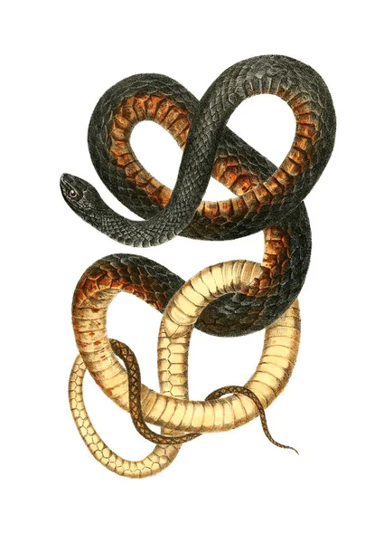ヘビのイラストです 北米爬 1638 — ストック写真