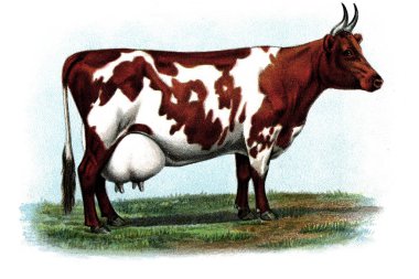 Bir inek Illustration. Biggle inek kitap. 1898