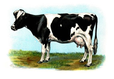 Bir inek Illustration. Biggle inek kitap. 1898