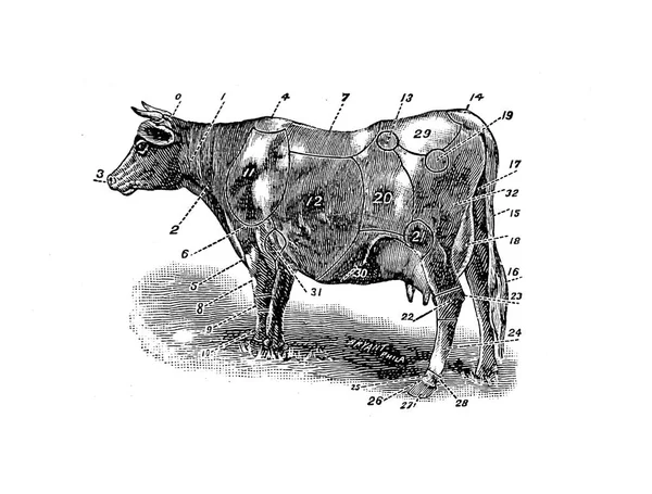 牛肉のカット ビグルは牛本 1898 — ストック写真