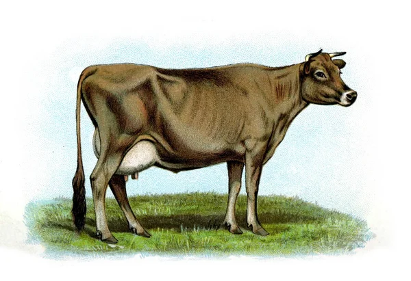 Illustration Une Vache Grand Livre Vaches 1898 — Photo