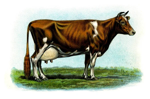 Ilustración Una Vaca Libro Vacas Grandes 1898 —  Fotos de Stock