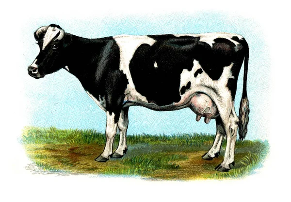 Иллюстрация Коровы Большая Книжка Про Коров 1898 Год — стоковое фото