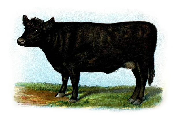 Ilustración Una Vaca Libro Vacas Grandes 1898 — Foto de Stock