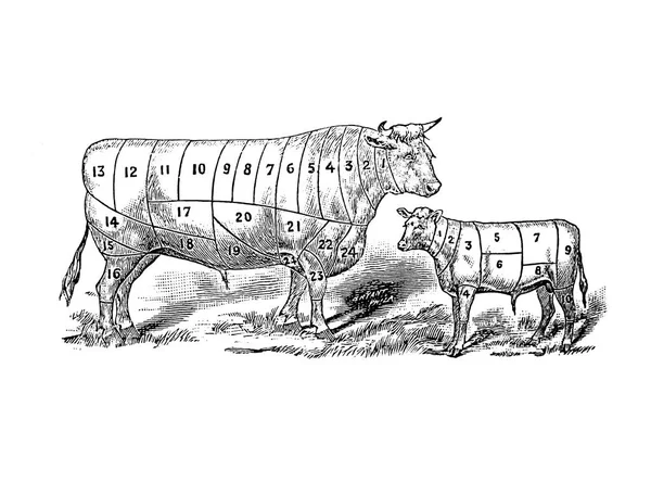 Розрізів Яловичини Biggle Корови Книги 1898 — стокове фото