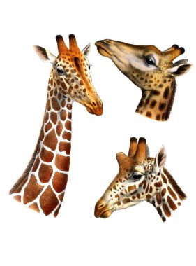 Illustration of a giraffe. Great and small game of Africa. London 1899 clipart