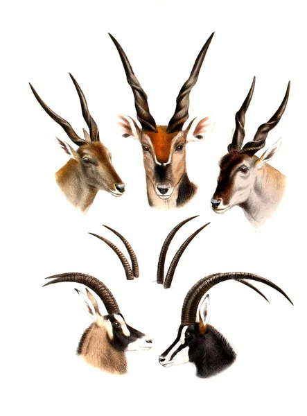 Illustrazione Antilope Illustrazione Artiodattili Africani Grande Piccolo Gioco Dell Africa — Foto Stock