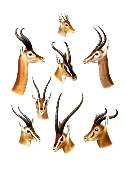 Illusztráció Egy Antilop Hasított Körmű Állatok Afrika Illusztrációja Nagy Kis — Stock Fotó