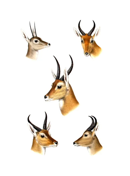 Illustration Antilope Illustration Klovbærende Dyr Afrika Store Små Spil Afrika - Stock-foto