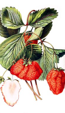 Illustration of strawberries. Neerland's Plantentuin. 1866 clipart