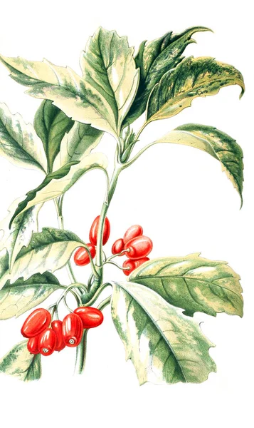 Aucuba Japonica Neerland Plantentuin 1866 — Fotografia de Stock