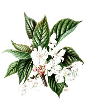 Prunus. Neerland Bitkisi. 1867