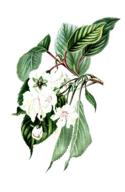 Prunus. Neerland's Plantentuin. 1867 clipart