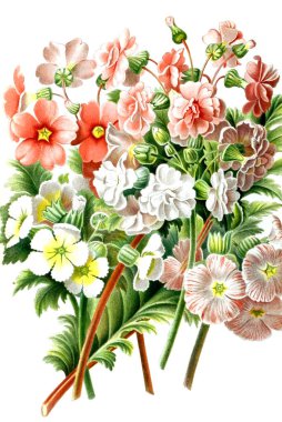 A bouquet of flowers. Neerland's Plantentuin. 1867 clipart