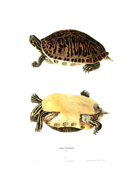 거북의 그림입니다 생물학 1638 — 스톡 사진