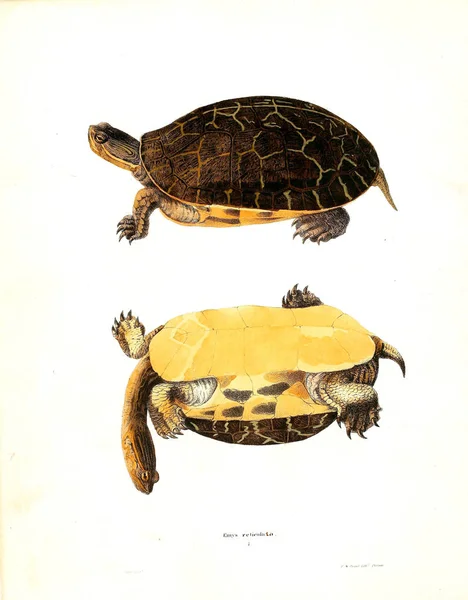 Bir Kaplumbağa Illustration Kuzey Amerika Herpetology 1638 — Stok fotoğraf