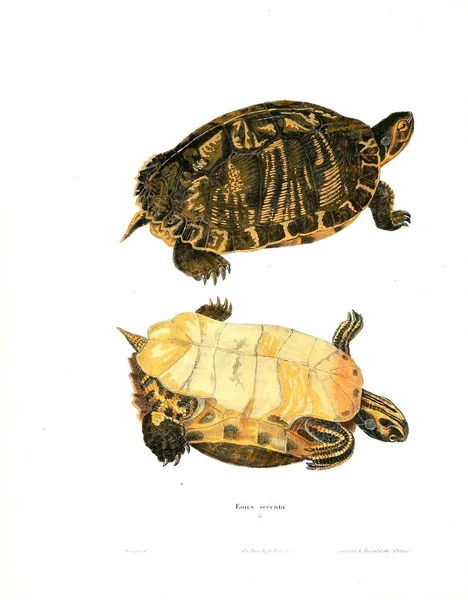 Illustrazione Una Tartaruga Erpetologia Nordamericana 1638 — Foto Stock