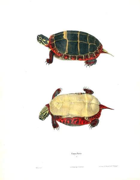 Illustration Sköldpadda Nordamerikanska Herpetologi 1638 — Stockfoto